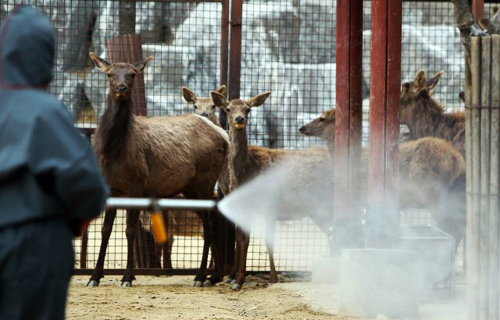 강화발 구제역이 내륙지역인 충북 충주까지 퍼지자 대도시 동물원도 바짝 긴장하고 있는 가운데 23일 대전동물원 관계자들이 방역작업을 하고 있다.