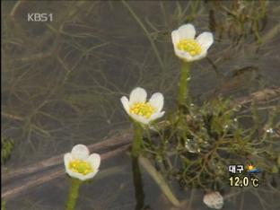 ‘매화마름’ 최대군락지 발견