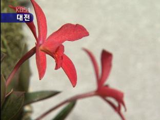 제11회 KBS 대전 꽃축제 개막