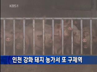 인천 강화 돼지 농가서 또 구제역