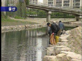 울산 생태하천 여천천, 오염으로 ‘몸살’
