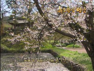 [뉴스광장 영상] 벚꽃의 이별…새잎 돋아나며