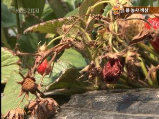 ‘사라진 봄’…농민들은 울상!