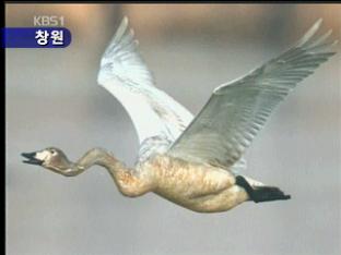 철새, 어구에 위협 당해