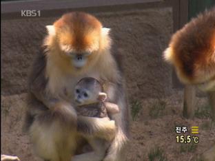 ‘中 3대 보호종’ 손오공 원숭이, “아들 낳았어요”