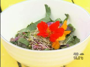 입맛 사로잡는 ‘종합영양제’ 꽃잎