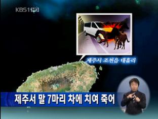 제주서 말 7마리 차에 치여 죽어