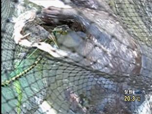 ‘천연기념물’ 수달 죽은 채 발견…당국 뒷짐