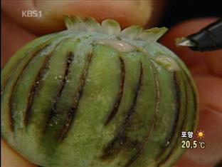 섬에서 아편 불법 제조·판매 부부 검거