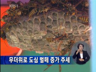 무더위로 도심 벌떼 증가 추세