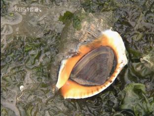 16년 만에 드러난 시화호 갯벌 ‘건강’