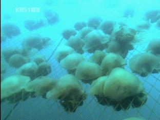 해파리 박멸 대작전…피해 연간 2300억 원