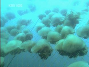 해파리 박멸 대작전…피해 연간 2300억 원