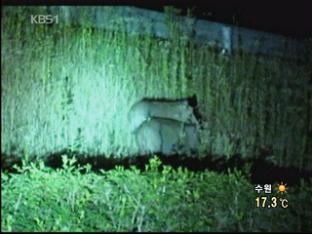 광주광역시 도로위 ‘멧돼지 출몰’ 소동