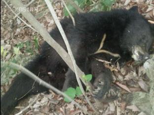 지리산 반달곰, 농약·올무에 잇따라 희생