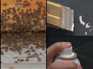 꿀벌 독으로 여드름 치료