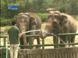 캄보디아 코끼리, 서울대공원 ‘신접살림’