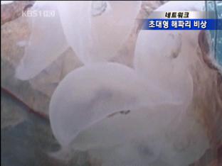 [네트워크] 초대형 해파리, 어민 비상