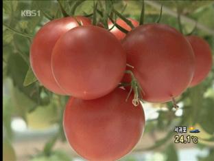 토마토, 국내 기술로 장기 재배 성공