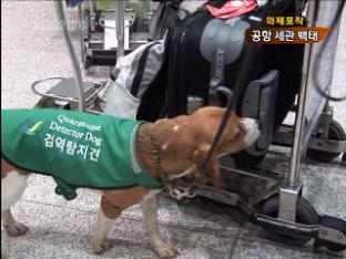 [화제포착] “이 물건 안돼요” 공항세관 백태