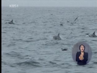 때 아닌 ‘참돌고래떼’ 잇따라 발견