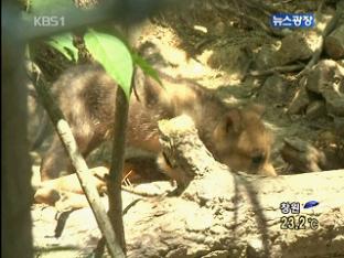 자연 복원 새끼 늑대 집단 폐사