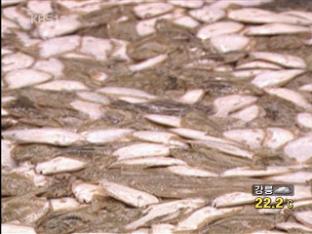‘중국발 저염분수’ 비상…어민 피해 우려 