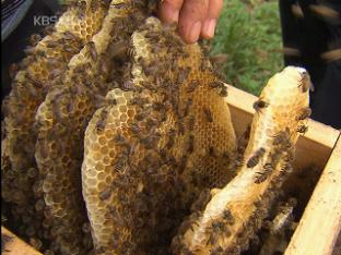 토종 꿀벌 집단 폐사…피해 전국 확산