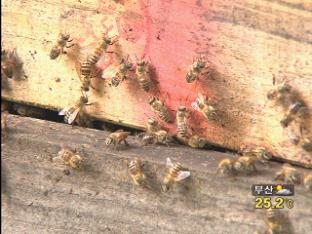 토종 꿀벌 ‘집단 폐사’…전국으로 확산