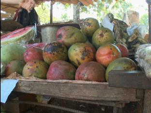 쿠바, 유기농 혁명 20년 
