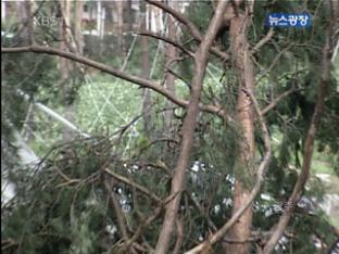 곤파스로 훼손된 ‘안면 소나무’ 위안제 열려