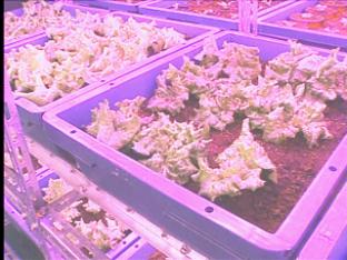 치솟는 채소가격 걱정 끝!…‘식물공장’ 급부상