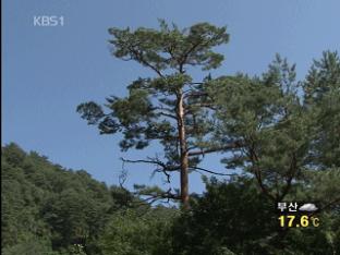 금강송 군락지, ‘세계자연유산’ 등재 추진