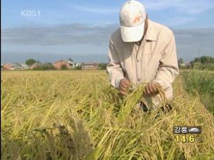 중국동포, 황무지에서 최고 명품쌀 생산