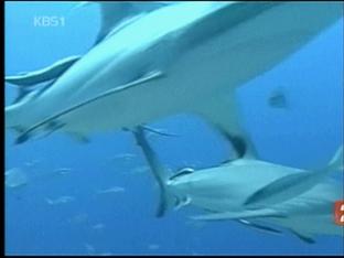 상어 대량 포획으로 멸종 위기