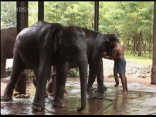 스리랑카 특별 선물, ‘코끼리’ 공수 작전