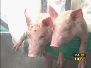 ‘면역 거부’ 줄인 복제 돼지 탄생