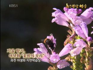 [뉴스광장 영상] 가을 향기, 야생화 ‘꽃범의 꼬리’