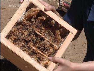 전염병 확산…토종벌 멸종 위기