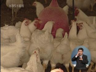 日, AI 발병한 한국 닭고기 수입 중단
