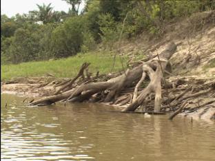 말라가는 아마존…40년 만에 최저수위