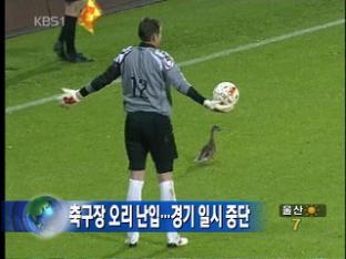 축구장 오리 난입…경기 일시 중단