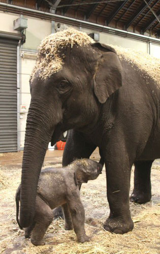 타롱가동물원서 갓 태어난 코끼리 새끼
