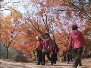 내장산 단풍 절정…10만 인파 몰려