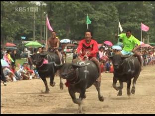 300미터 15초에 ‘폭주’…이색 물소 경주