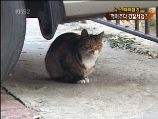 [뉴스 따라잡기] 고양이 먹이주다 경찰서행?