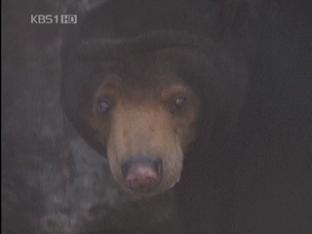 서울대공원 곰 한 마리 탈출…청계산 통제