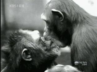 침팬지도 도덕성과 사회성 갖춰