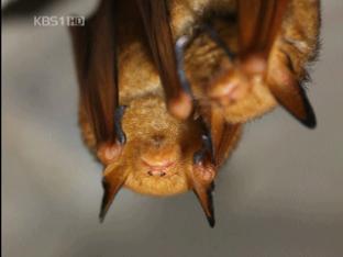 ‘멸종위기’ 황금박쥐, 폐광서 집단 서식