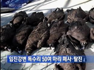 임진강변 독수리 50여 마리 폐사·탈진